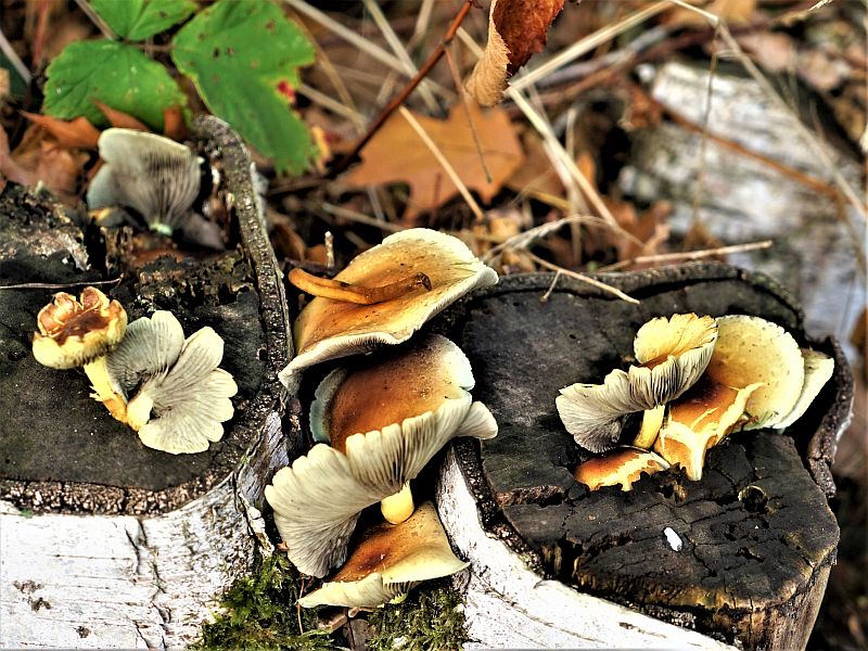 Foto 6 verkleind.jpg - Paddestoelen